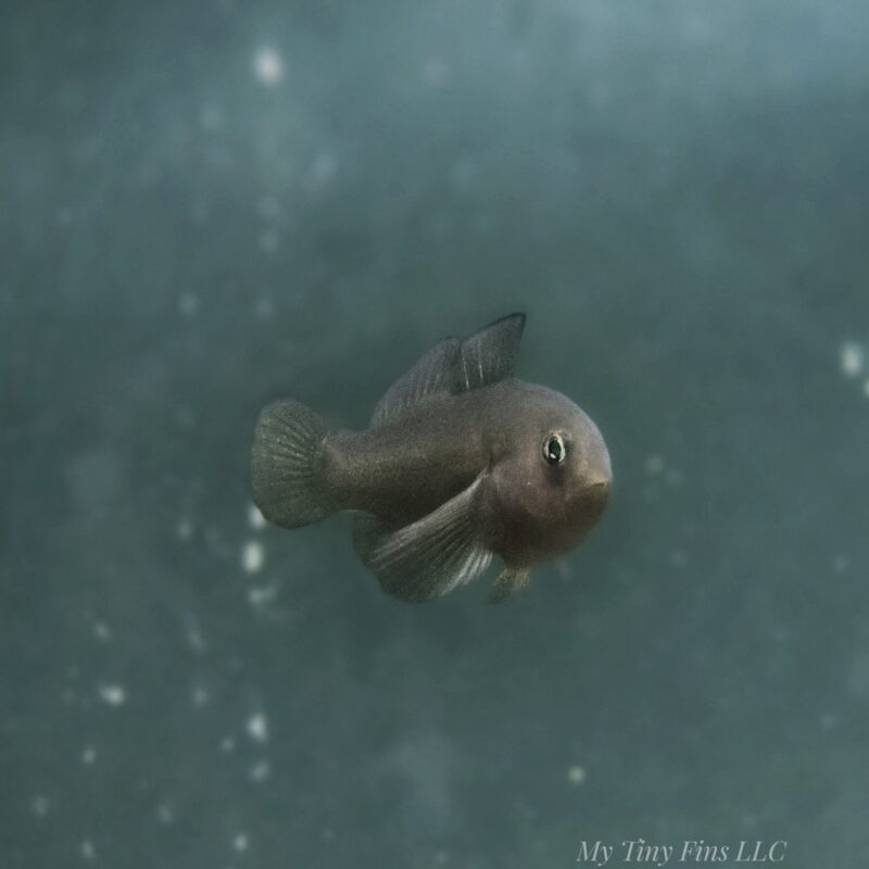 Black Clown Goby