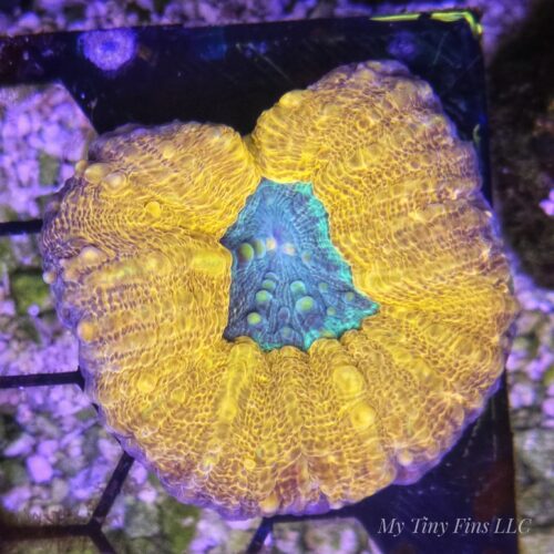 Orange Rush Lobophylia -WYSIWYG