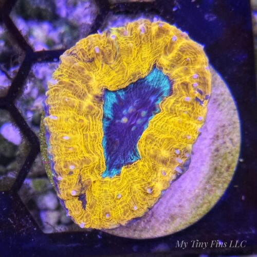 Orange Rush Lobophylia - WYSIWYG