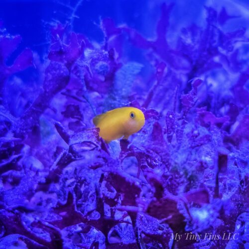 1000190502 Yellow Clown Goby