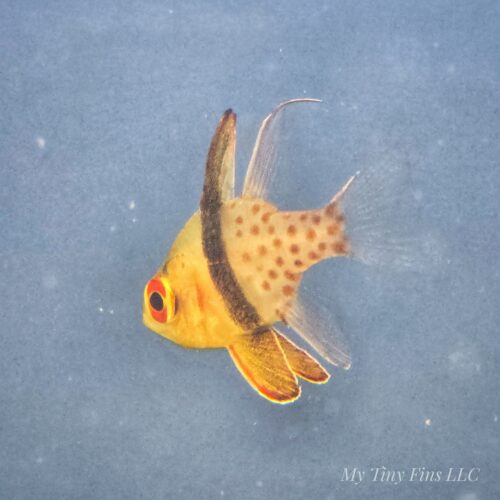 1000190724 Pajama Cardinalfish