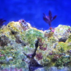 Panamic Barnacle Blenny