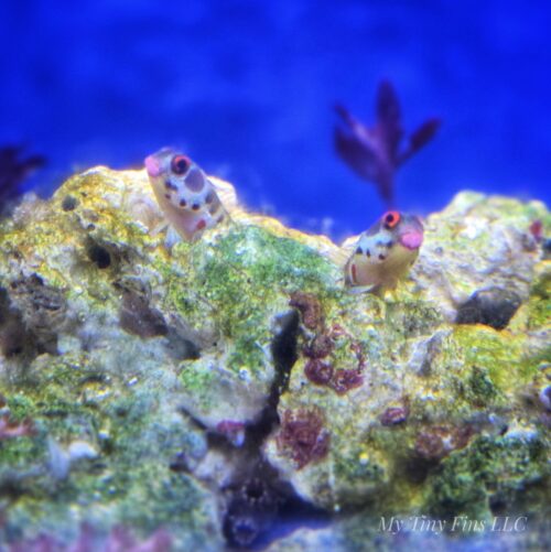 1000191724 Panamic Barnacle Blenny