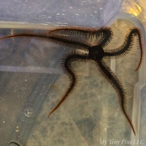 Red Brittle Starfish (Class Ophiuroidea)