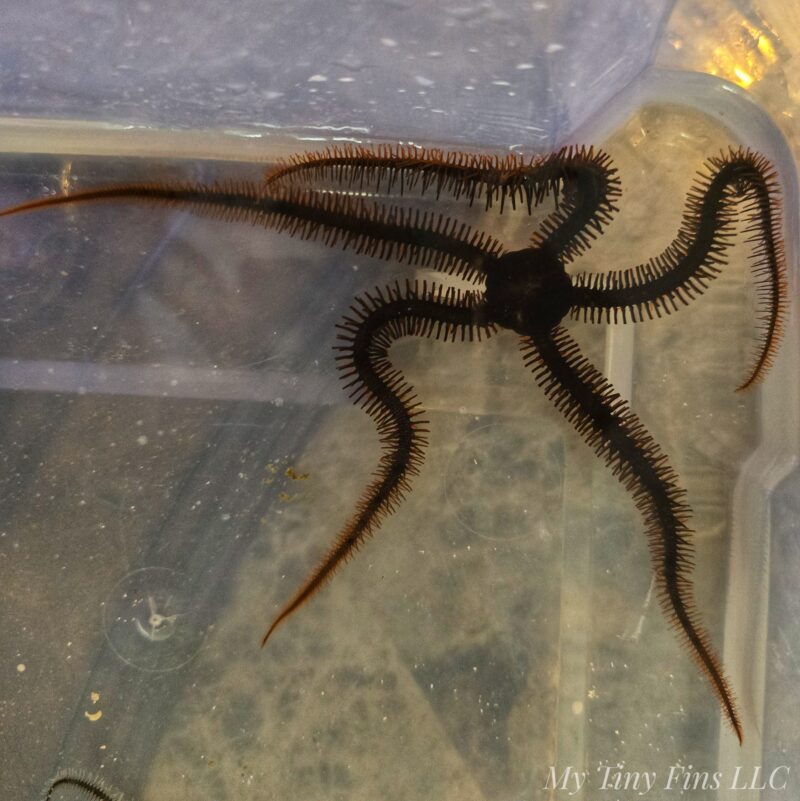 Red Brittle Starfish (Class Ophiuroidea)