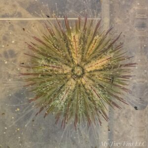 1000192334 Pin Cushion Urchin - Excellent Algae Eaters!