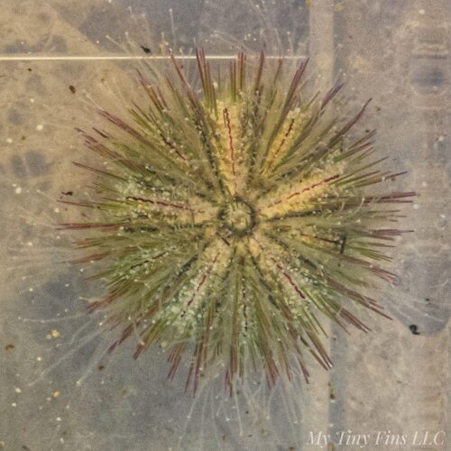 Pin Cushion Urchin - Excellent Algae Eaters!
