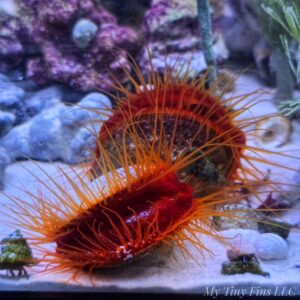Flame Scallop (Ctenoides scaber)