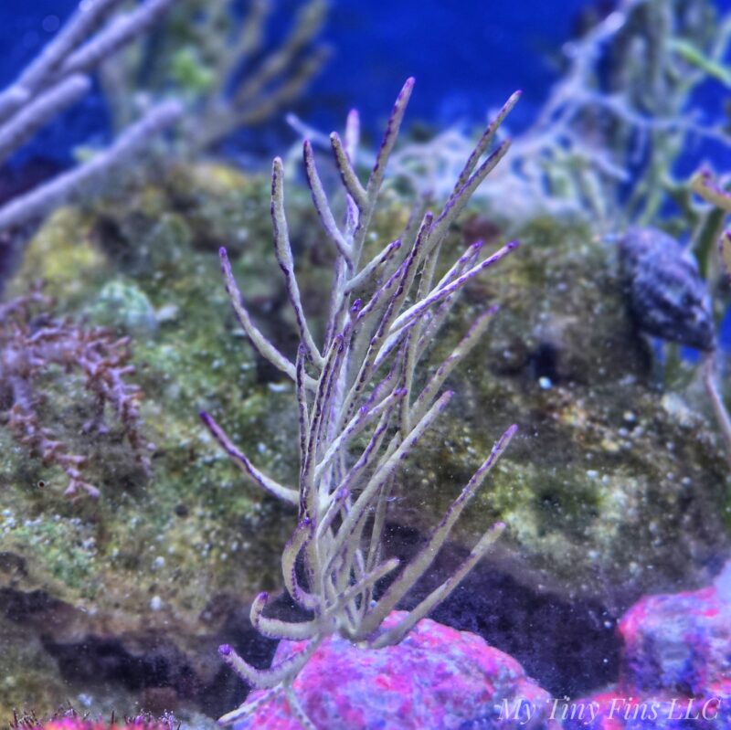 Flat Purple Sea Whip Gorgonian Colony 4-6" - WYSIWYG