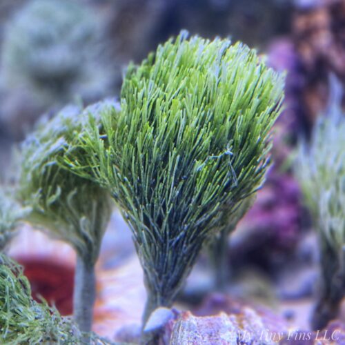 Shaving Brush Macroalgae