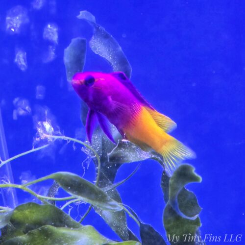 1000192573 Royal Gramma (Gramma loreto)