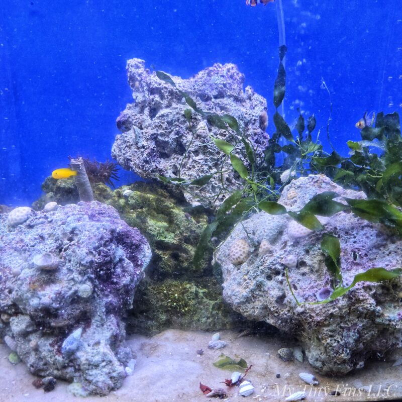Live Ocean Rock 3-4 Ibs