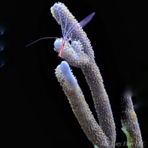 1000192836 Giant Slit Pore Photosynthetic Gorgonian 8-12" - WYSIWYG