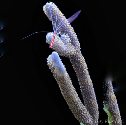 1000192836 Giant Slit Pore Photosynthetic Gorgonian 8-12" - WYSIWYG