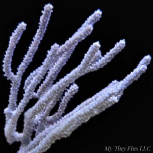 1000192838 Large Assorted Gorgonian Colony 6-8"- WYSIWYG