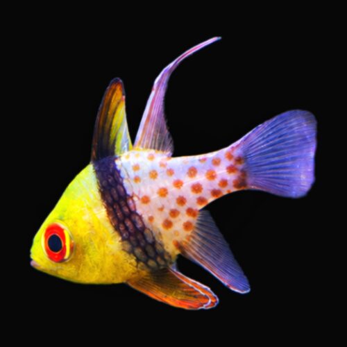 1000226809 Pajama Cardinalfish