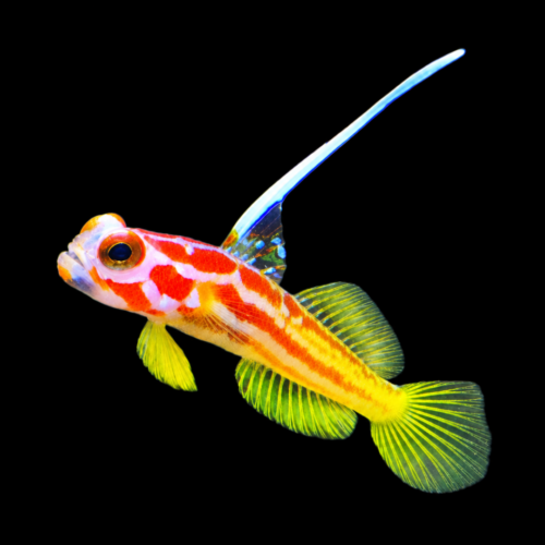 Yasha Goby (Stonogobiops yasha)