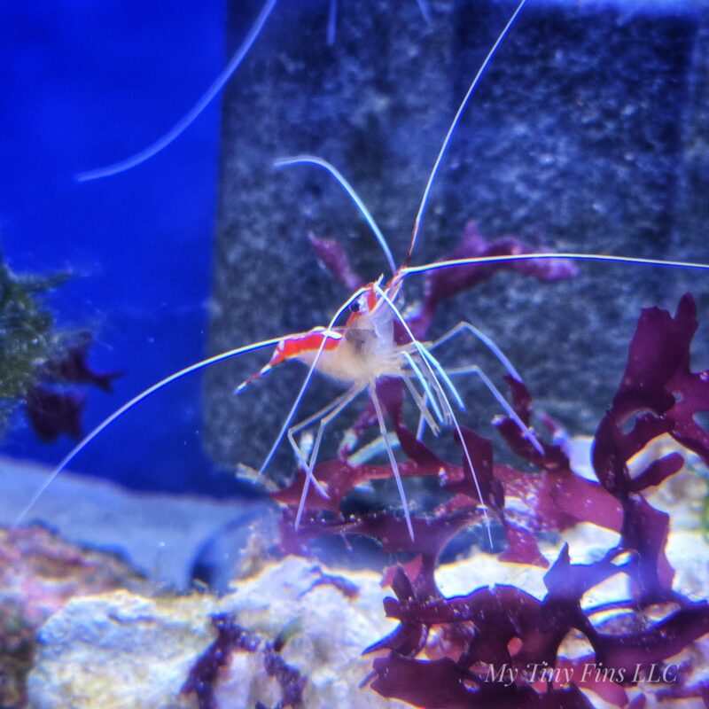 Skunk Cleaner Shrimp