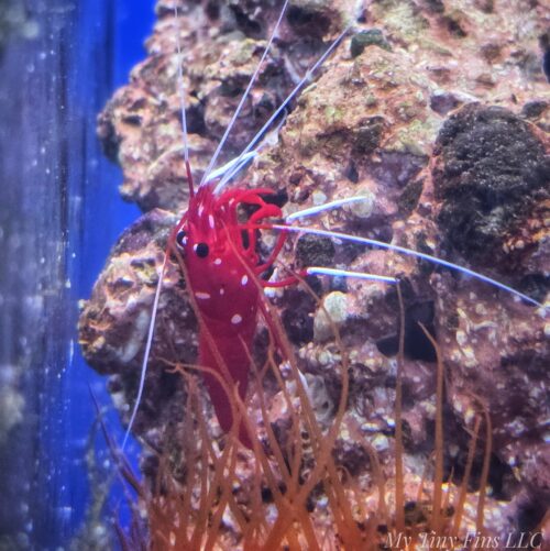 Blood Fire Shrimp (Lysmata debelius)