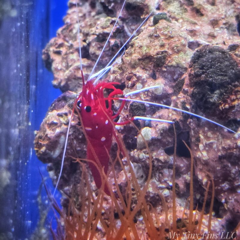 Blood Fire Shrimp (Lysmata debelius)