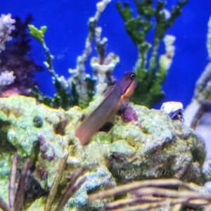 1000194531 Tailspot Blenny (Ecsenius stigmatura)