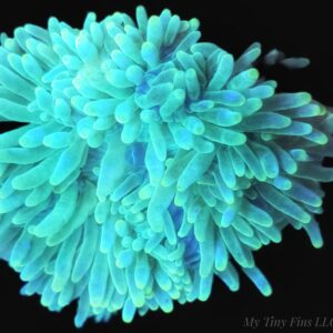 1000194547 Green Bubble Tip Anemone (Entacmaea quadricolor)