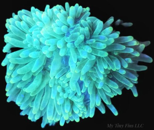 Green Bubble Tip Anemone (Entacmaea quadricolor)