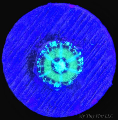Captive Bred Mini Scoly (Tiny)