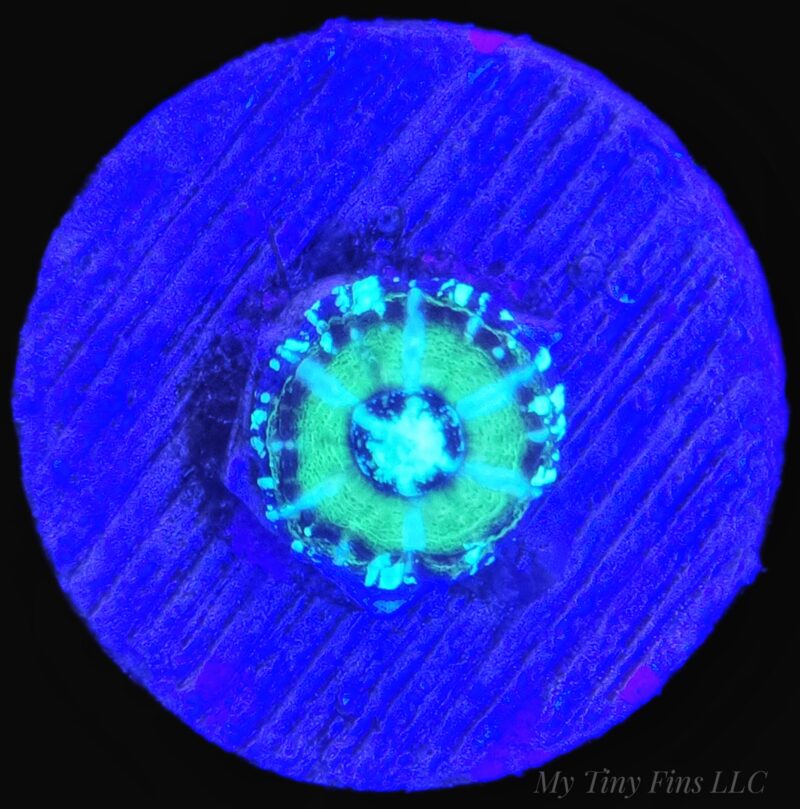 Captive Bred Mini Scoly (Tiny)