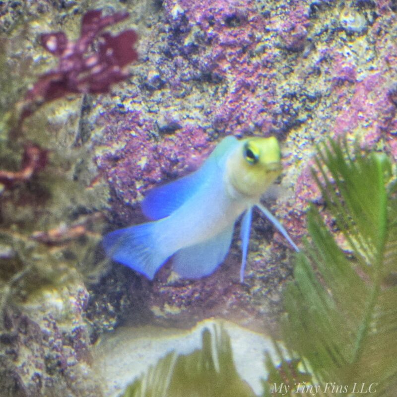 1000194589 Pearly Jawfish (Opistognathus aurifrons)
