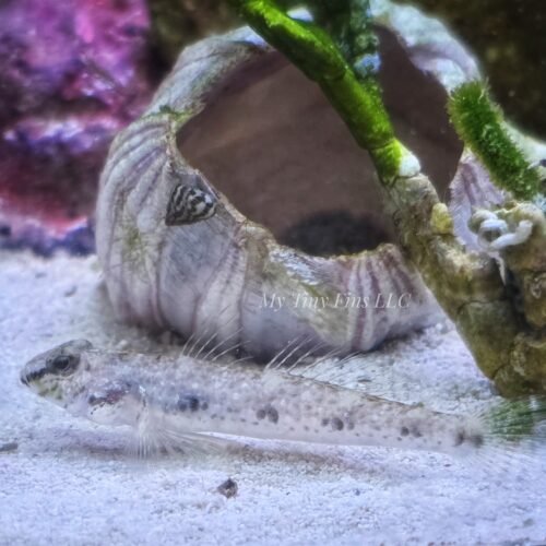 1000194604 Galaxy Sand Goby (Favonigobius reichei)
