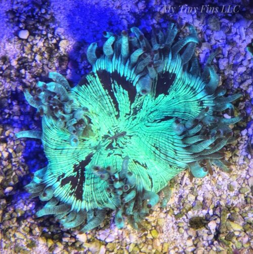 1000196965 (1) Elegance Cone Bottom - LPS Coral 2-3"
