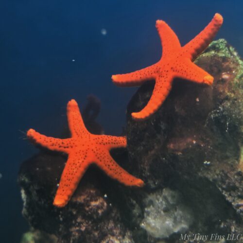 Orange Fromia Starfish - Tiny
