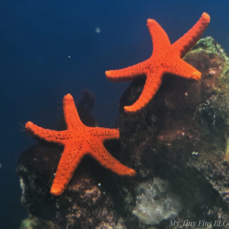 Orange Fromia Starfish - Tiny