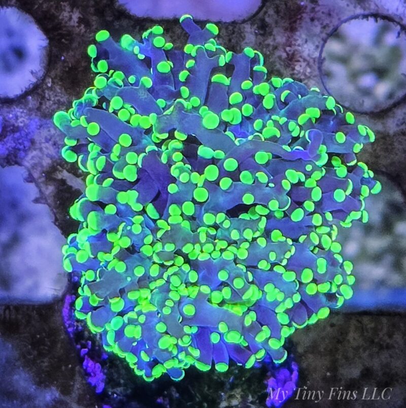Green Frogspawn