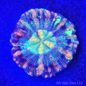 1000197696 Mini Scolymia – Colorful LPS Gem