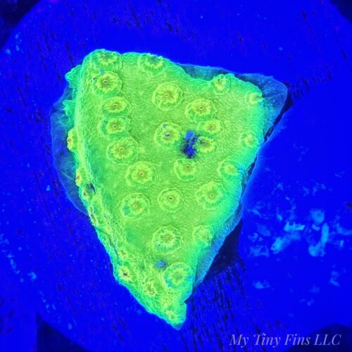 Yellow Cyphastrea - WYSIWYG