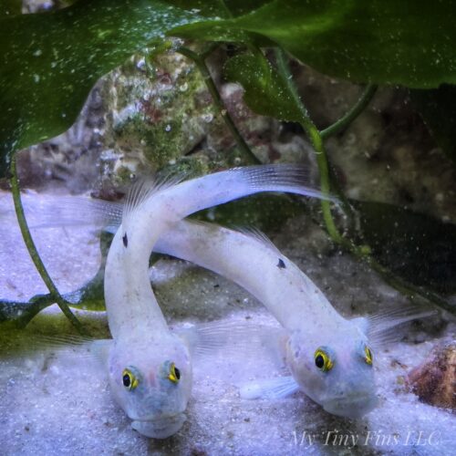 White Sand Sifting Goby