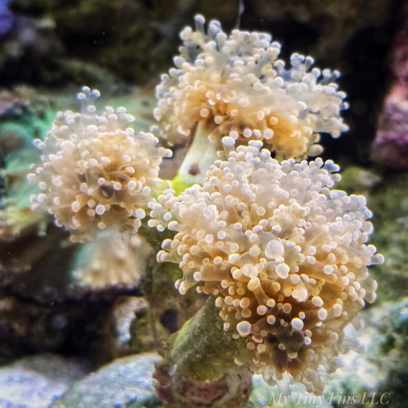 1000197956 Pink Frogspawn Coral – 3 Heads — WYSIWYG
