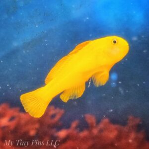 Yellow Clown Goby