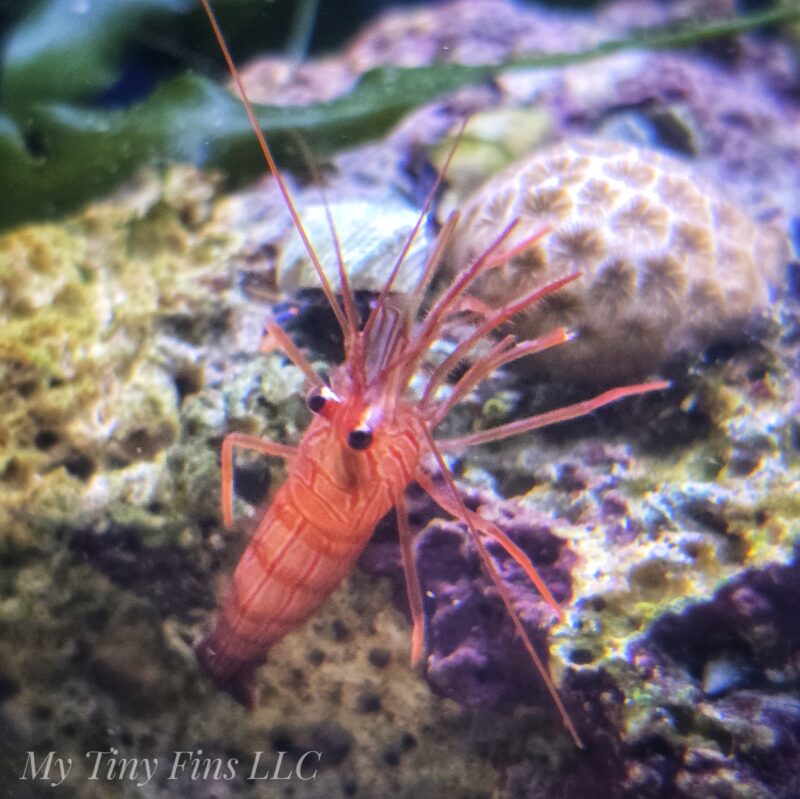 Peppermint Shrimp - Aptasia Eaters