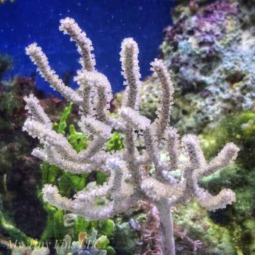 Large Assorted Gorgonian Colony 6-8"- WYSIWYG