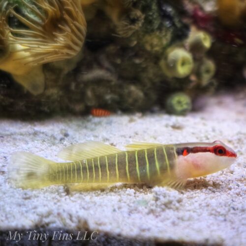 Green Banded Goby