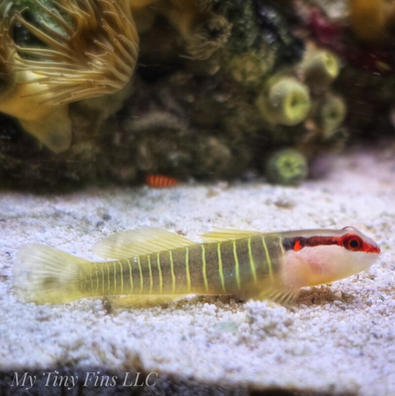 Green Banded Goby