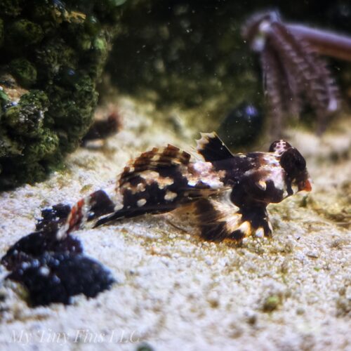 Scooter Blenny (Synchiropus ocellatus)