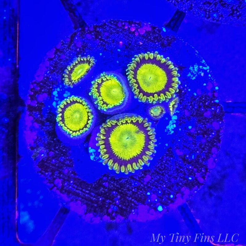 King Midas Zoanthids