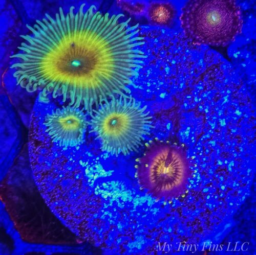 Captain Jerk Palys + Nirvana Zoanthid - WYSIWYG