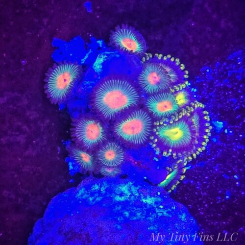 Assorted Ultra Zoanthid Frag – WYSIWYG Soft Coral