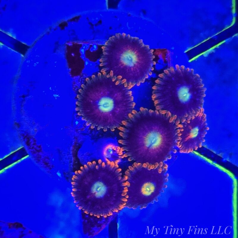 1000199392 Ultra Zoanthid Mix Frag – WYSIWYG Soft Coral
