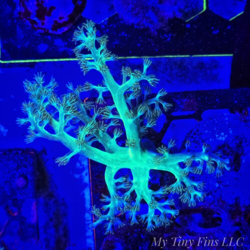 Neon Green Kenya Tree (Sinularia) Soft Coral - A Vibrant Beginner’s Choice!